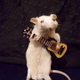 Imagen: Crap Taxidermy